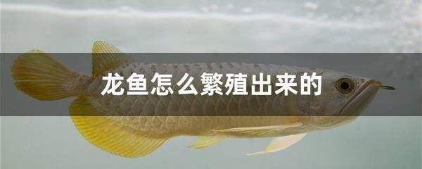 龍魚繁殖技術的關鍵因素：如何判斷龍魚的發情狀態，提高龍魚繁殖成功率的秘訣