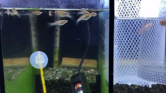 土霉素放魚缸多久換水一次，土霉素對(duì)魚缸生態(tài)影響魚缸換水的最佳時(shí)間段