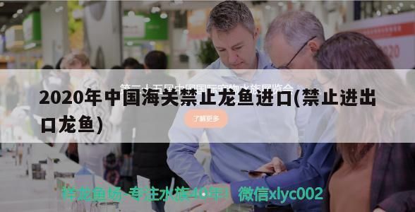 龍魚禁止進口了嗎：如何辨別龍魚來源合法性