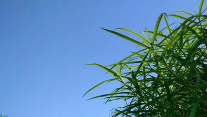 龍魚要多久才能長(zhǎng)大成型：龍魚成魚期如何快速生長(zhǎng)