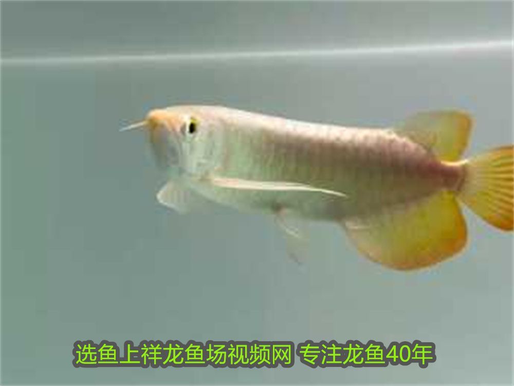 龍魚撞缸的原因預(yù)兆是什么意思啊：龍魚撞缸的原因與預(yù)兆解析