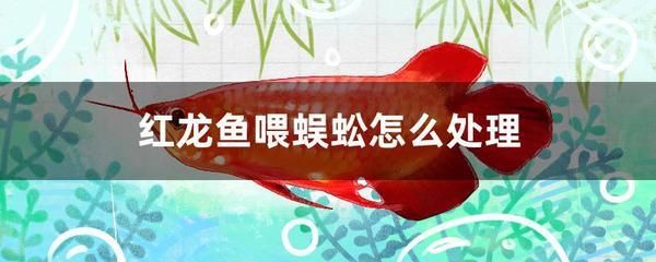 紅龍魚只喂蝦可以嗎（紅龍魚可以只喂蝦嗎）