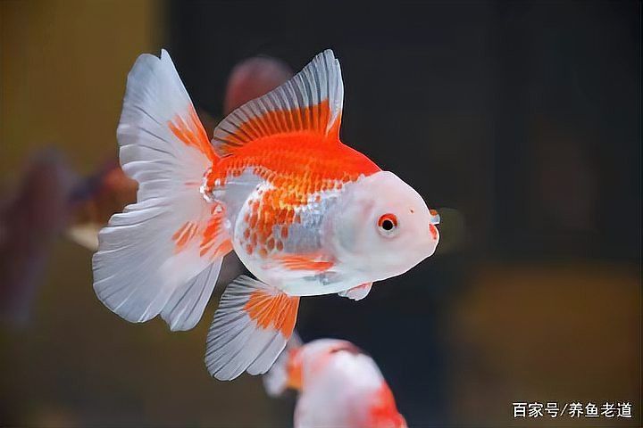 金龍魚能和金魚混養嗎圖片