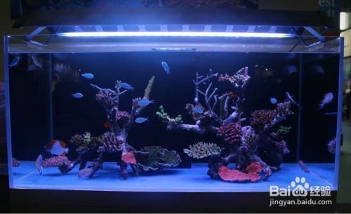 如何選擇適合水族箱的燈光類型？：水族箱燈光定時控制方法水族箱燈光定時控制方法