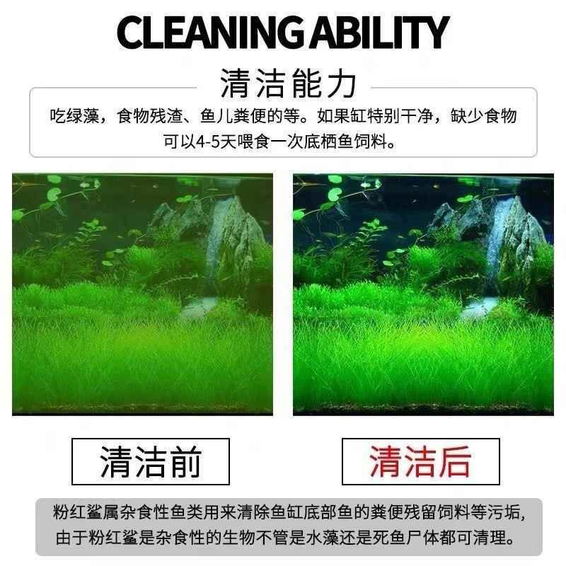 紅眼白子紅龍魚的市場行情：紅眼白子紅龍魚價格受多種因素影響紅眼白子紅龍魚市場價格趨勢