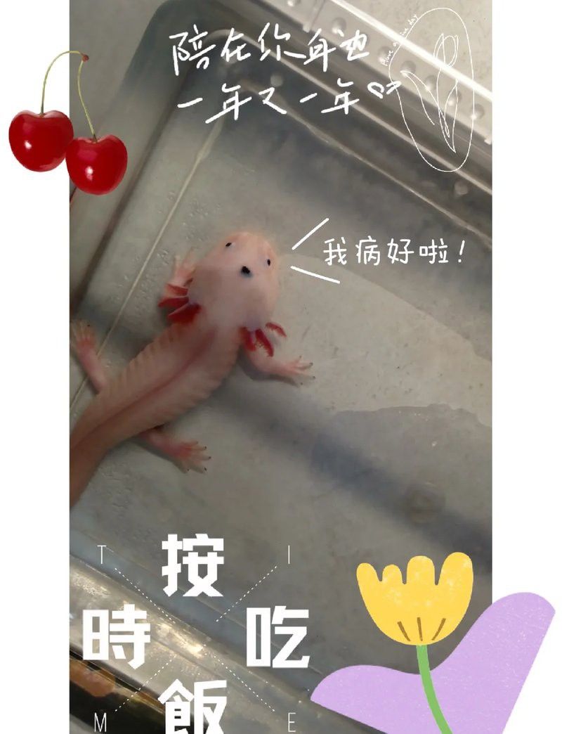 六角恐龍魚中暑后多久會恢復？