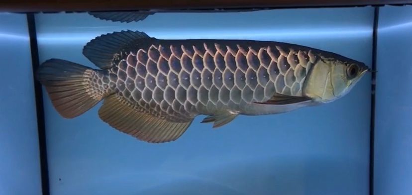 紅龍魚幼魚時鱗珠會全亮起來嗎：紅龍魚幼魚的鱗片會全亮起來嗎，鱗片的全亮也不是必然發(fā)生的