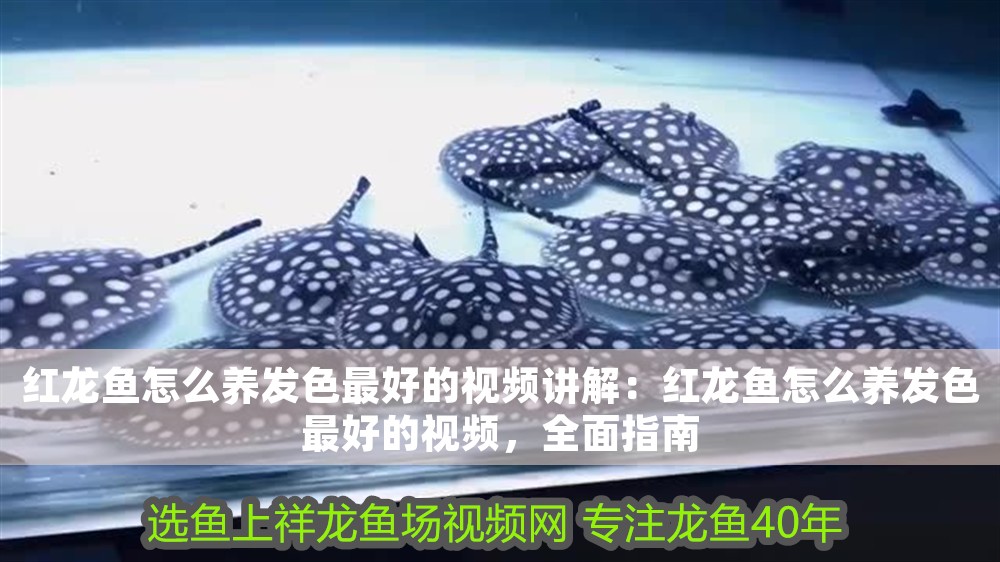 紅龍魚怎么養發色最好的視頻講解：紅龍魚怎么養發色最好的視頻，全面指南