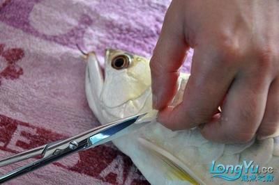 龍魚做手術(shù)用什么麻醉