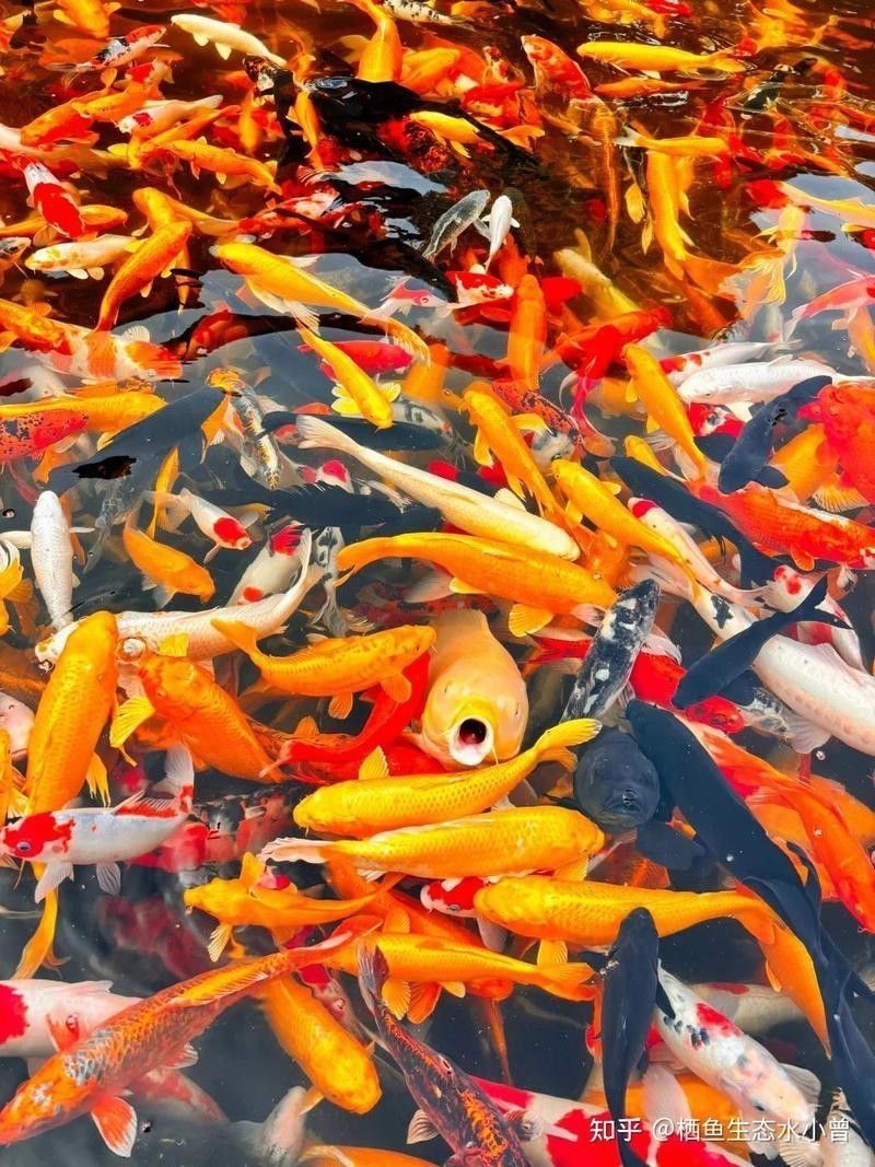 如何判斷小魚是否消毒徹底？