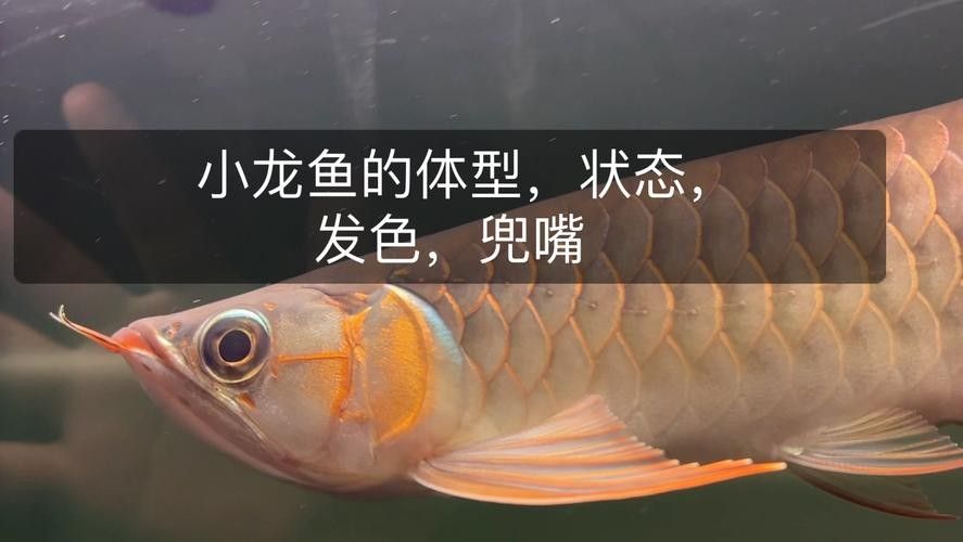 龍魚翹嘴好不好