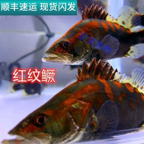 龍魚翹嘴好不好