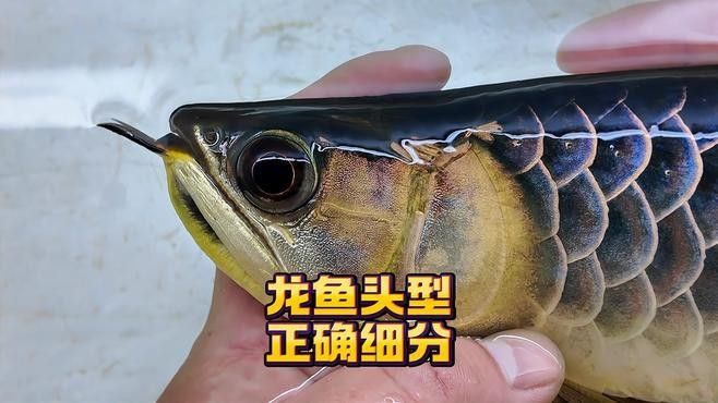 龍魚翹嘴好不好