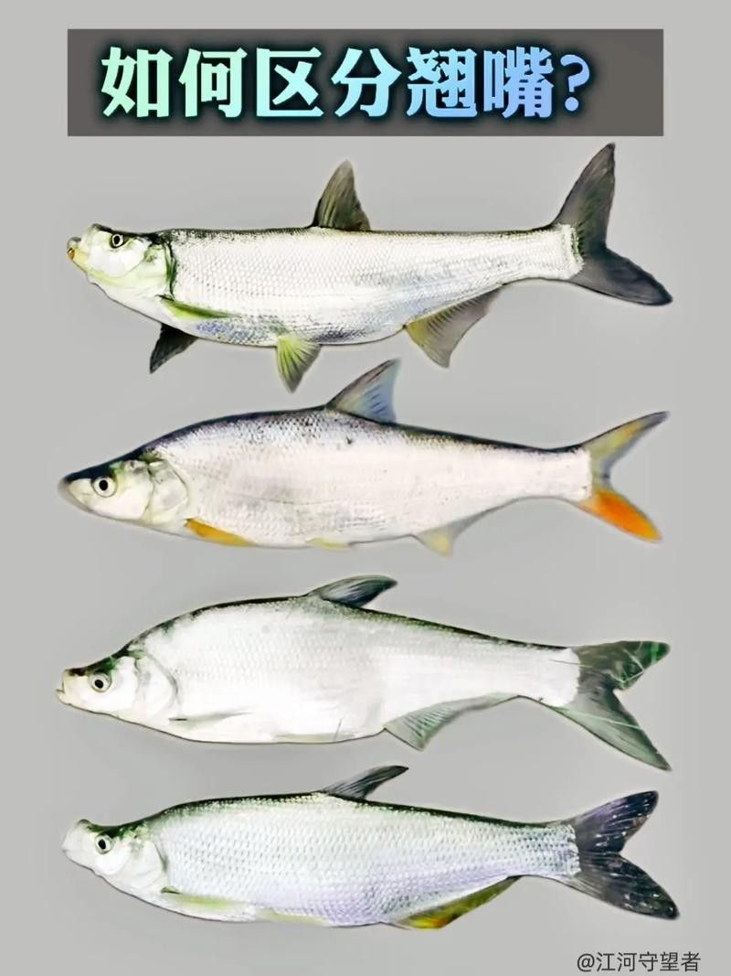 龍魚翹嘴好不好