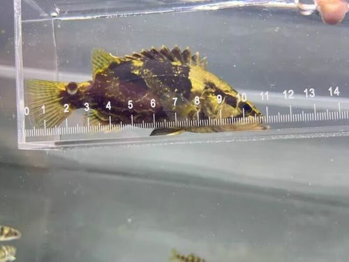 龍魚翹嘴好不好