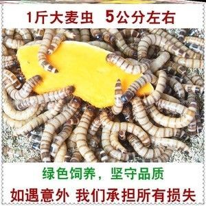 金龍魚喂大麥蟲一個(gè)兩個(gè)的可以嗎：金龍魚喂大麥蟲一個(gè)兩個(gè)可以嗎