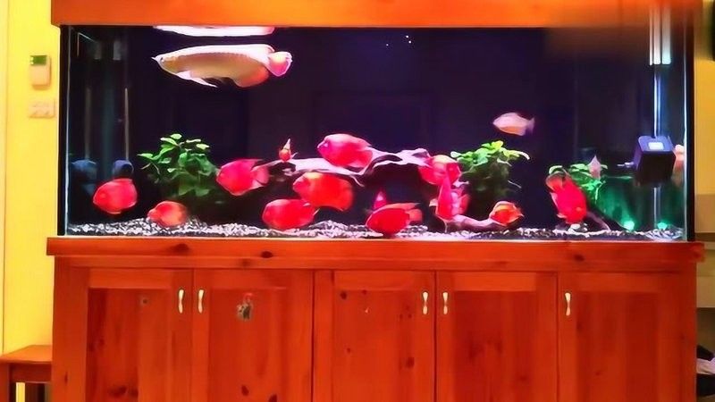 銀鯊和龍魚混養視頻 銀鯊和龍魚混養視頻 龍魚百科