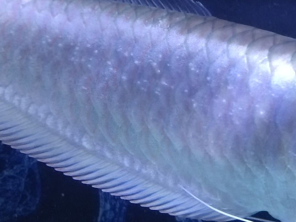 龍魚鱗片有白點凸起：龍魚鱗片上的白點凸起怎么辦