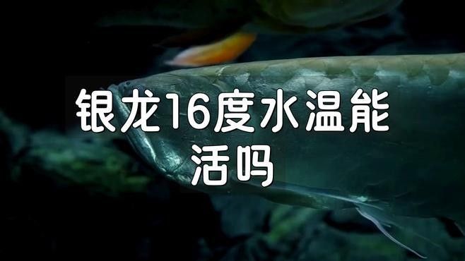 銀龍魚飼養水溫