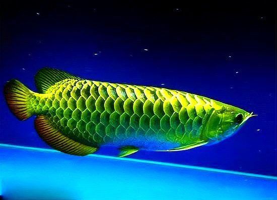 龍魚風水布局有哪些講究