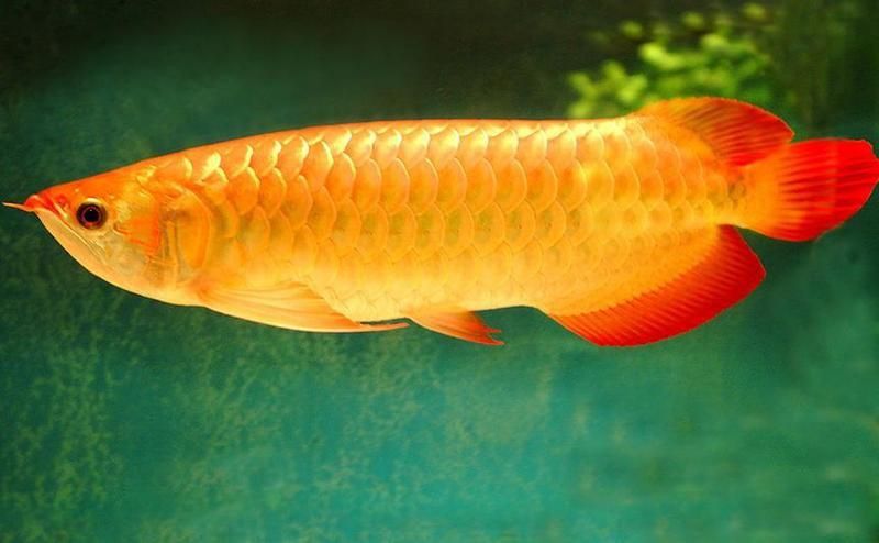 龍魚風水布局有哪些講究