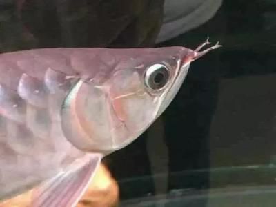 龍魚胡須斷了一半還能活嗎：龍魚的胡須斷了一半還能活嗎