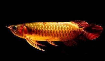 龍魚吃的很少什么原因怎么辦：龍魚食欲下降可能由多種因素引起，解決辦法及解決辦法