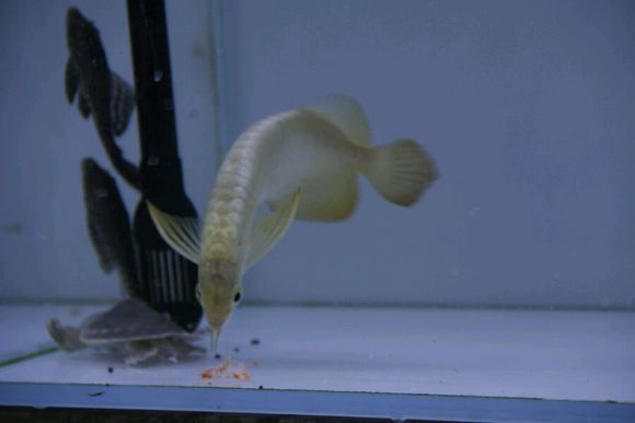 龍魚吃的很少什么原因怎么辦：龍魚食欲下降可能由多種因素引起，解決辦法及解決辦法