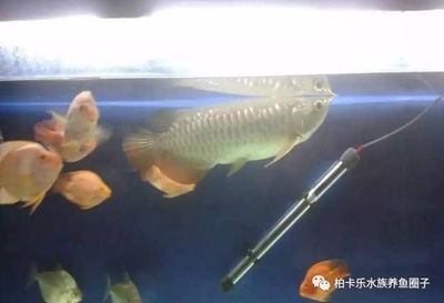 龍魚趴缸了怎么辦：龍魚趴缸后的正確喂養方法，防止龍魚精神緊張的技巧