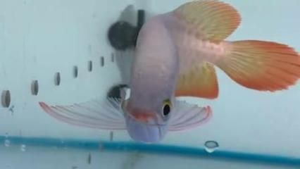 紅龍魚祥龍魚場：馬來西亞祥龍魚場是一家在世界各地的熱帶觀賞魚產(chǎn)地建立合作關系