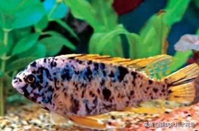 龍魚配泰國鯽一條還是兩條 貼吧（龍魚配泰國鯽的繁殖方式）