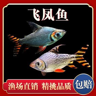 龍魚配泰國鯽一條還是兩條 貼吧（龍魚配泰國鯽的繁殖方式）