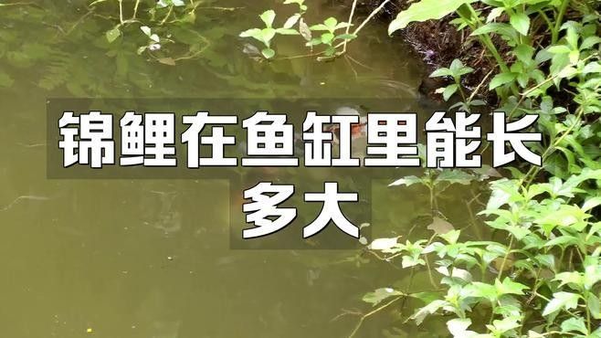 龍鳳錦鯉需要多大的魚缸