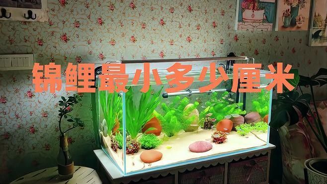 龍鳳錦鯉需要多大的魚缸