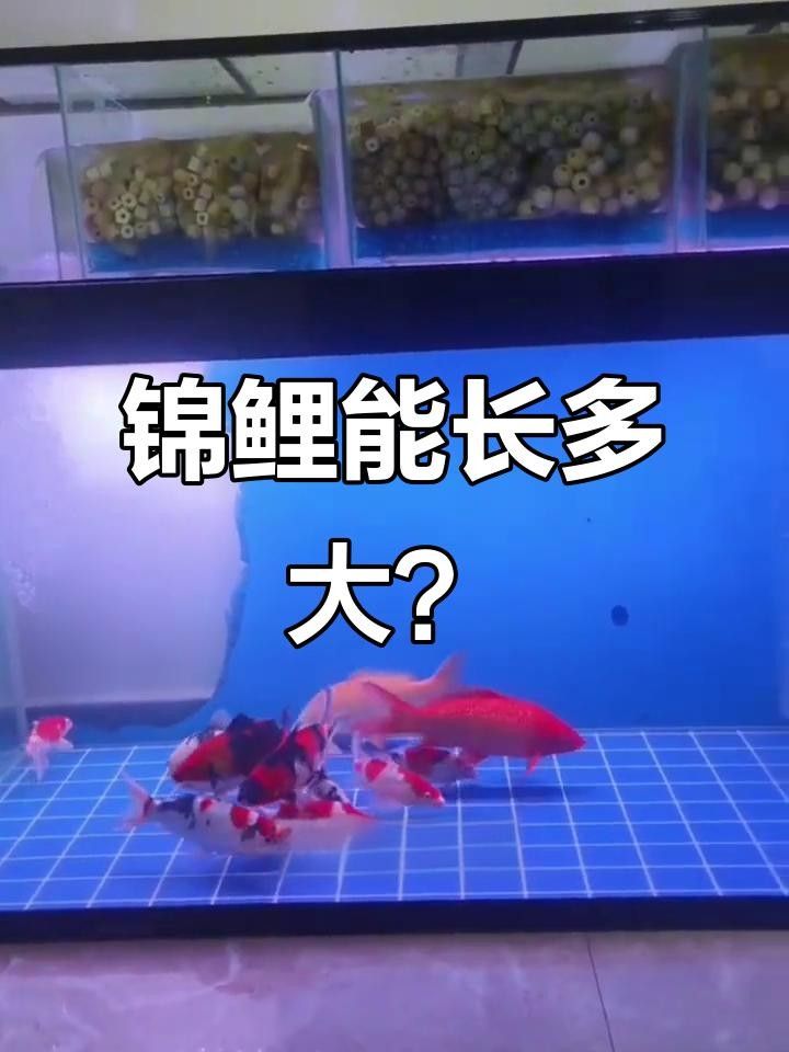 龍鳳錦鯉需要多大的魚缸