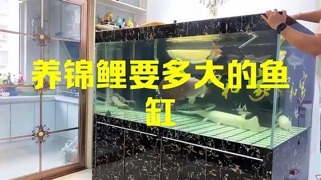 龍鳳錦鯉需要多大的魚缸