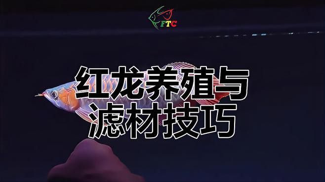 紅龍魚BTL繁殖需要多大的繁殖缸？