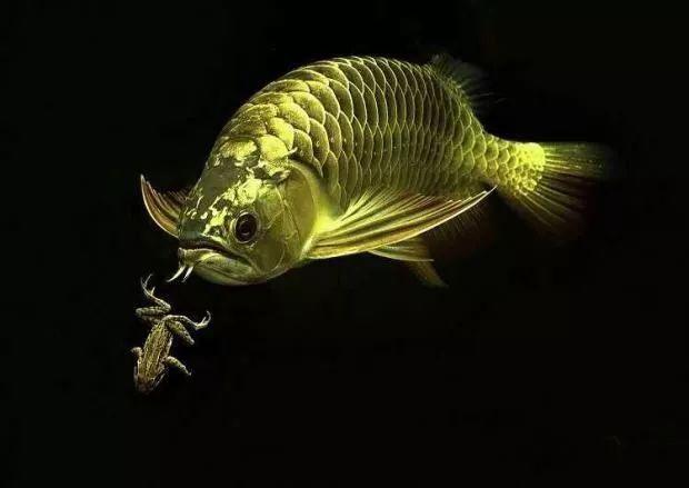 大嘴鯨和龍魚能混養(yǎng)么嗎