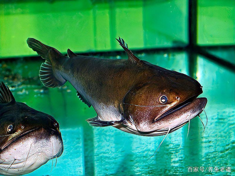 大嘴鯨和龍魚能混養(yǎng)么嗎