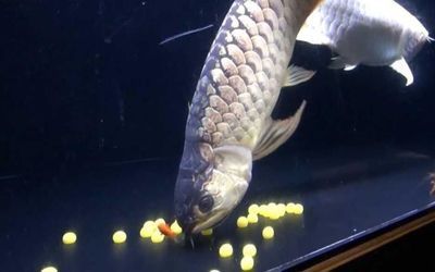 龍魚產卵什么寓意：龍魚產卵什么寓意龍魚產卵什么寓意