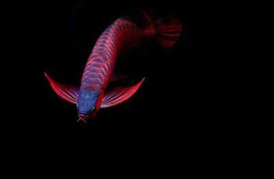 紅龍魚價值多少錢（紅龍魚養殖成本詳細分析）