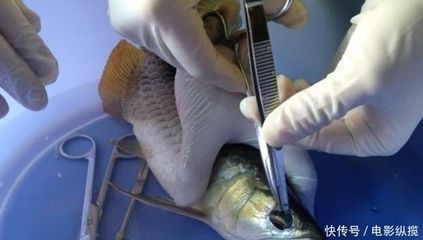 龍魚掉眼手術多久恢復正常：龍魚掉眼手術后恢復正常生活的確切時間因個體差異和具體情況而異