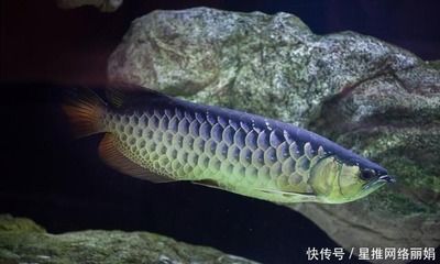 龍魚狀態不好的表現：龍魚狀態不好的一些表現