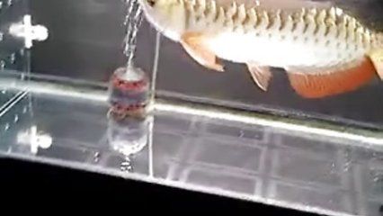龍魚怎么訓練不吃活食呢：如何訓練龍魚不吃活食