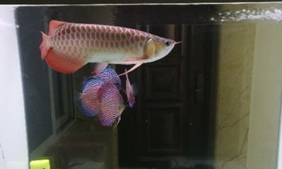 水妖精的過濾系統(tǒng)不是最佳選擇，養(yǎng)龍魚并不是最佳選擇：水妖精可以作為養(yǎng)龍魚的過濾設(shè)備嗎？