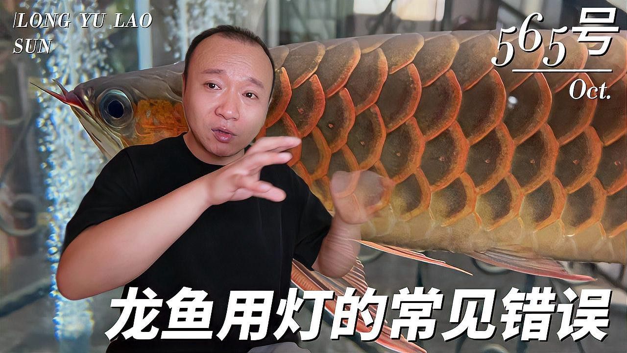 如何設置紅龍魚的光照時間？