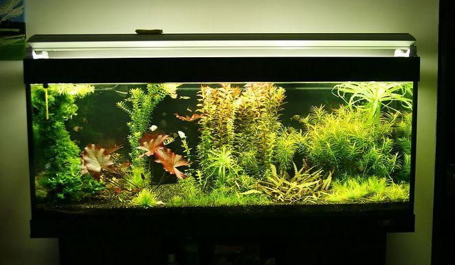 紅龍魚眼睛往里凹了怎么回事圖片視頻教程（紅龍魚眼睛往里凹了怎么回事圖片視頻教程）