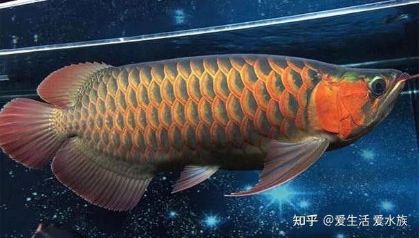 馬來紅龍魚長大什么樣子圖片