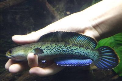 雷龍魚怎么喂養方法，雷龍魚喂養技巧：雷龍魚水質管理技巧，雷龍魚水質管理技巧