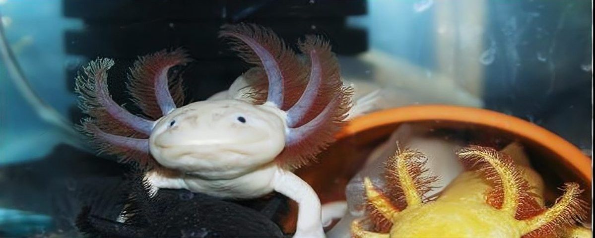 六角恐龍魚吃魚嗎？